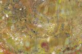 7.4" Colorful, Polished Petrified Wood Section - Arizona - #129534-2